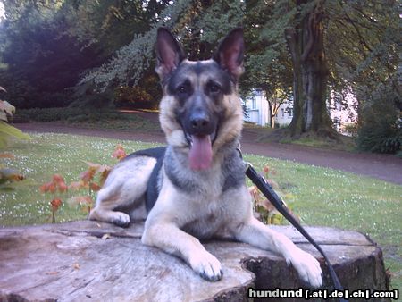 Deutscher Schäferhund Deutscher Schäferhund Sammy geb. 08.06.2004