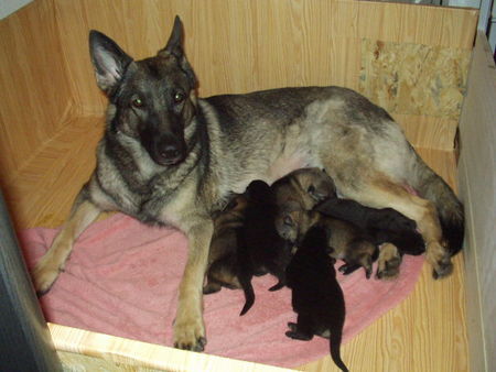 Deutscher Schäferhund Josef vom Klostersee mit Mutter und Geschwistern