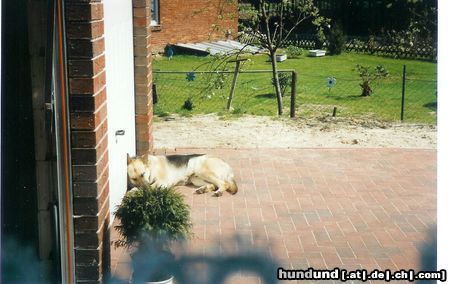 Deutscher Schäferhund Arco beim Mittagsschlaf