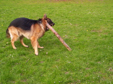 Deutscher Schäferhund