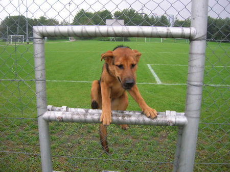 Deutscher Schäferhund Taiko mit 5 Monaten! Er ist jetzt schon ein Super Arbeitshund!