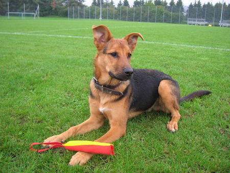 Deutscher Schäferhund Taiko mit 5 Monaten! Und schon sehr willig zum Arbeiten!