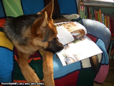 Deutscher Schäferhund Es geht eben nichts über ein gutes Buch!