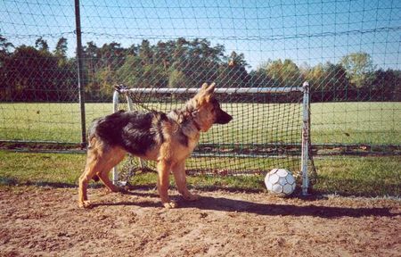 Deutscher Schäferhund Lasco