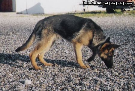 Deutscher Schäferhund na findet ihr jetzt meinen lux! ohne gitter wie auf seite zwei!?? *gg*