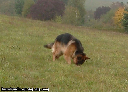 Deutscher Schäferhund Bexter such Mäuschen