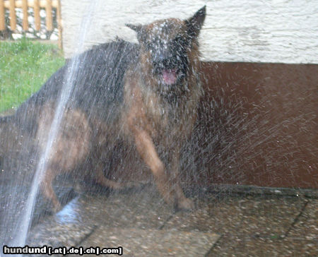 Deutscher Schäferhund Wasserratte Bexter