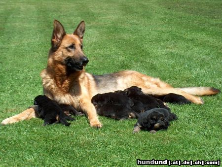 Deutscher Schäferhund Meine stolze Hündin mit Ihren Welpen