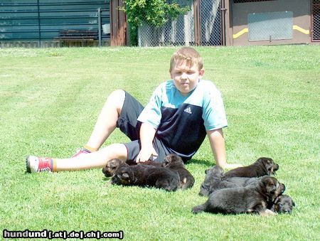 Deutscher Schäferhund Meine stolze Hündin mit Ihren Welpen