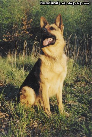 Deutscher Schäferhund aero