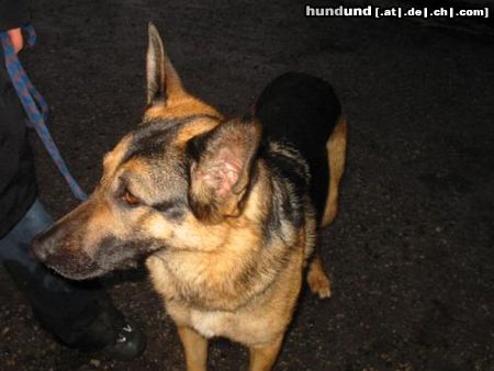 Deutscher Schäferhund Meine Maus