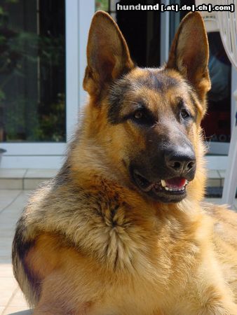 Deutscher Schäferhund Arras von der Falkenau (1Jahr alt)