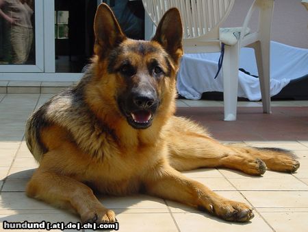 Deutscher Schäferhund Arras von der Falkenau (1Jahr alt)