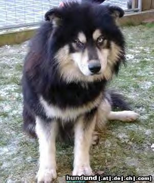 Deutscher Schäferhund Lapinkoira (Name: Bakiro)