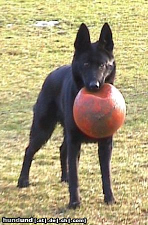 Deutscher Schäferhund Brandie v.d.Kranichteichen