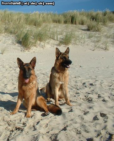 Deutscher Schäferhund Sylt - nicht nur für Promis ;-)