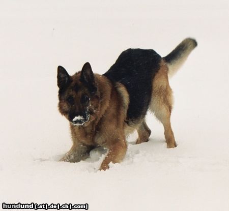 Deutscher Schäferhund bucki im schnee ....... 