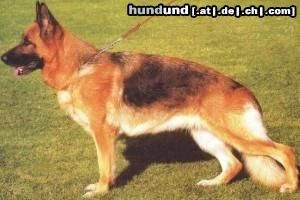 Deutscher Schäferhund