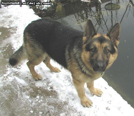 Deutscher Schäferhund Unser Dax 2 Jahre