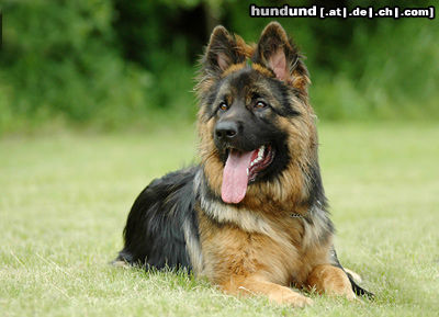 Deutscher Schäferhund DSH-Langhaar