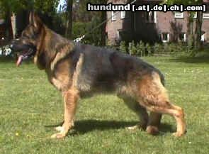 Deutscher Schäferhund breston