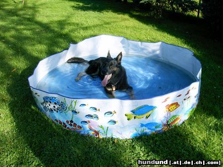 Deutscher Schäferhund Im Becken