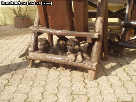 Deutscher Schäferhund Vannys Babys