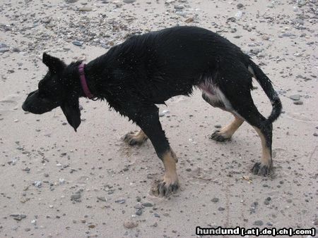 Deutscher Schäferhund