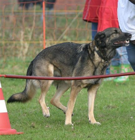 Deutscher Schäferhund Für alle frustrierten, gehemmten und verklemmten Kreaturen vorm PC