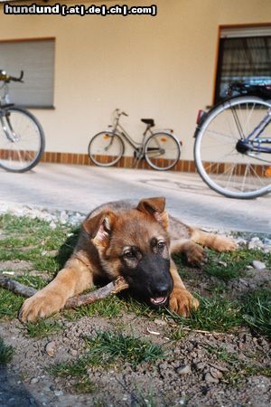 Deutscher Schäferhund Crocky-Bär 10 Wochen