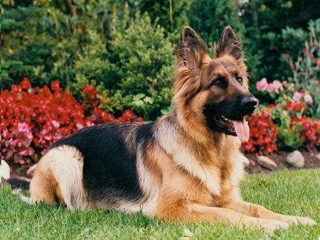 Deutscher Schäferhund Tina hat alles im Blick