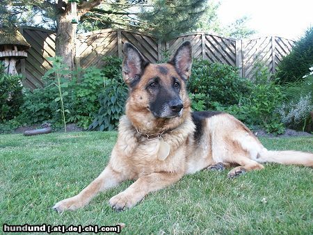 Deutscher Schäferhund Maja wartet auf Herrchen