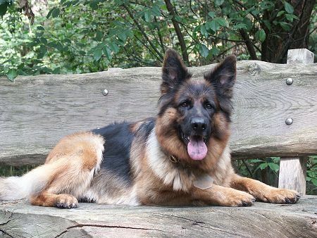 Deutscher Schäferhund Kika macht Pause