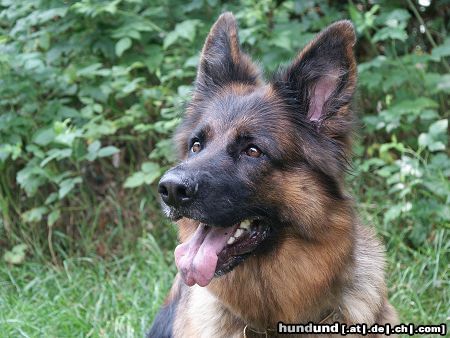 Deutscher Schäferhund Kyra von Gut Lethe