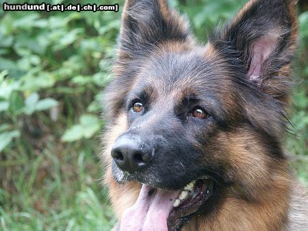 Deutscher Schäferhund Kyra von Gut Lethe