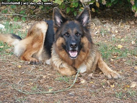 Deutscher Schäferhund Wann geht`s endlich los????