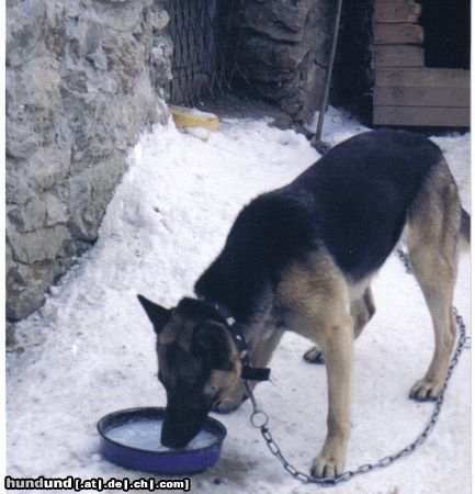 Deutscher Schäferhund meien frühere hündin