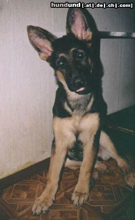 Deutscher Schäferhund lope(mitca.4monaten)mit dem blick->find euch alle doof*g*