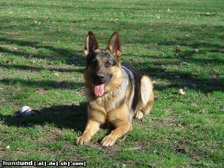 Deutscher Schäferhund lope heut zu tage mit fast 1 1/2jahren