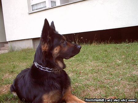 Deutscher Schäferhund das ist lucky