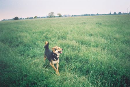 Deutscher Schäferhund wo seit ihr