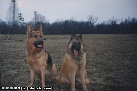 Deutscher Schäferhund