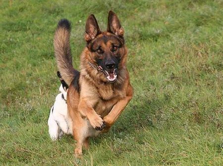 Deutscher Schäferhund Pascha