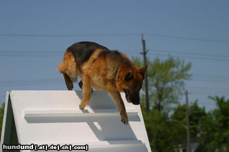 Deutscher Schäferhund agility