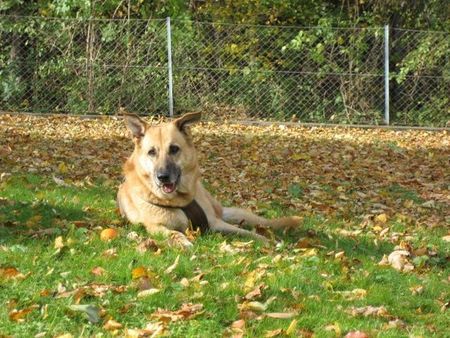 Deutscher Schäferhund Puppe ist ein wunderschöner schäfer Mix!!