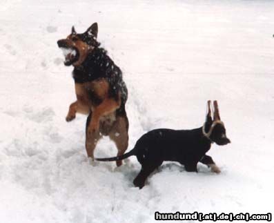 Deutscher Schäferhund King of the Snowball