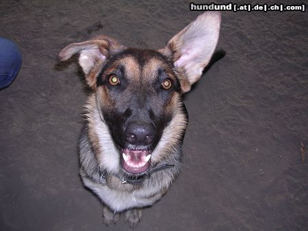 Deutscher Schäferhund schäfer-mix sindy 