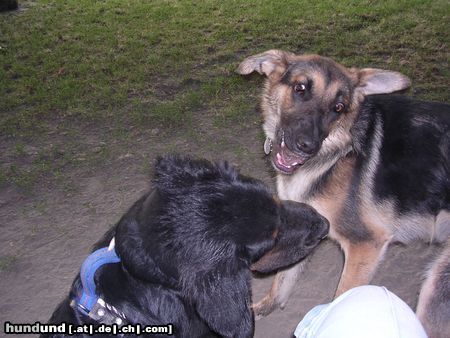 Deutscher Schäferhund schäfer mix sindy