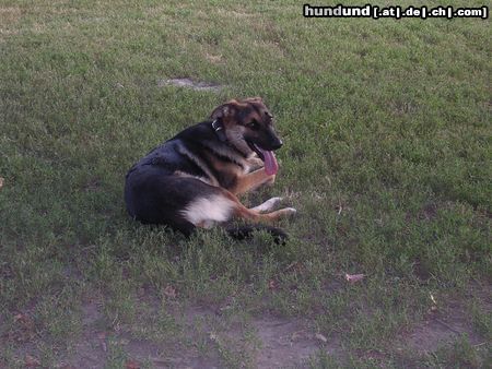 Deutscher Schäferhund schäfer mix sindy