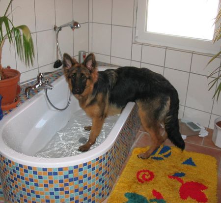 Deutscher Schäferhund Baden ist sooo schön, unsere Siska, 5 Monate jung